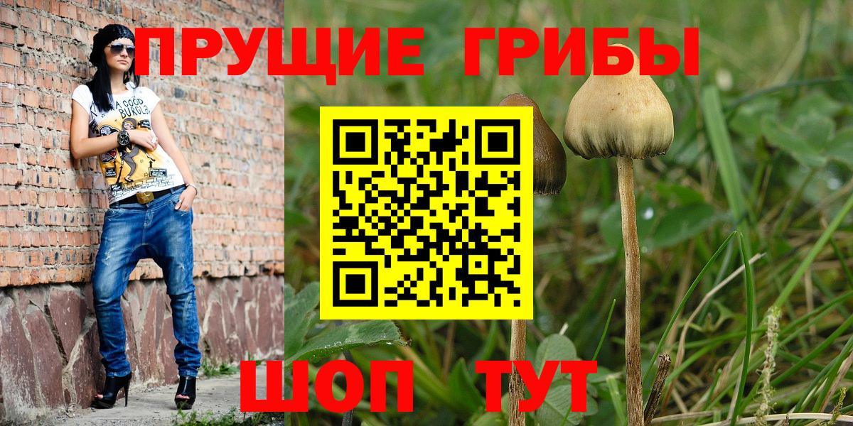 Псилоцибиновые грибы мицелий Кольчугино